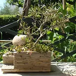 Olea *